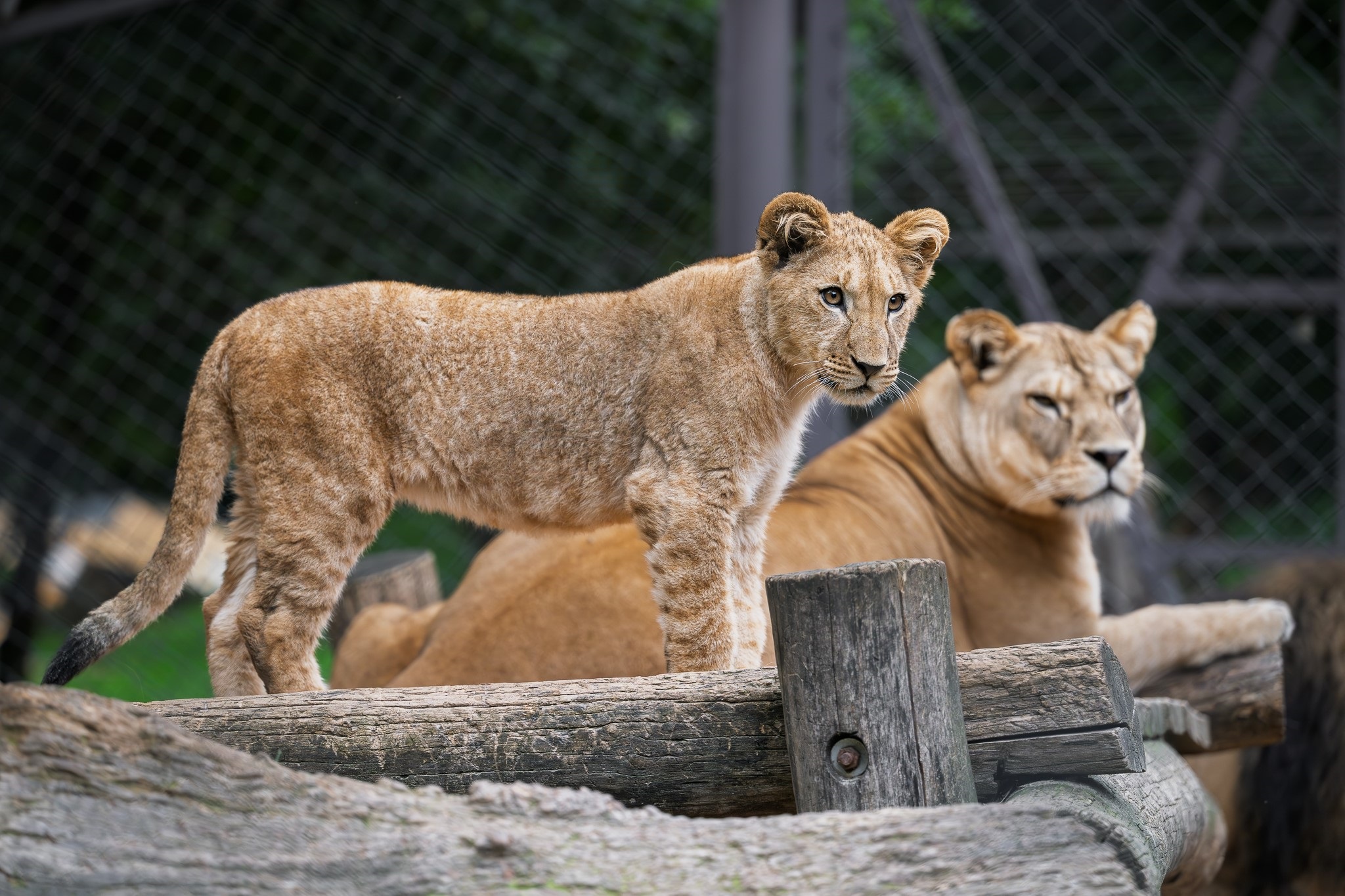 two adult barbary lions